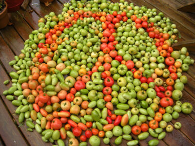 Photo of the Day: Peace, Love, and Tomatoes Image